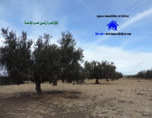 Senia a khazazia Kairouan de 8 Hectares -0305